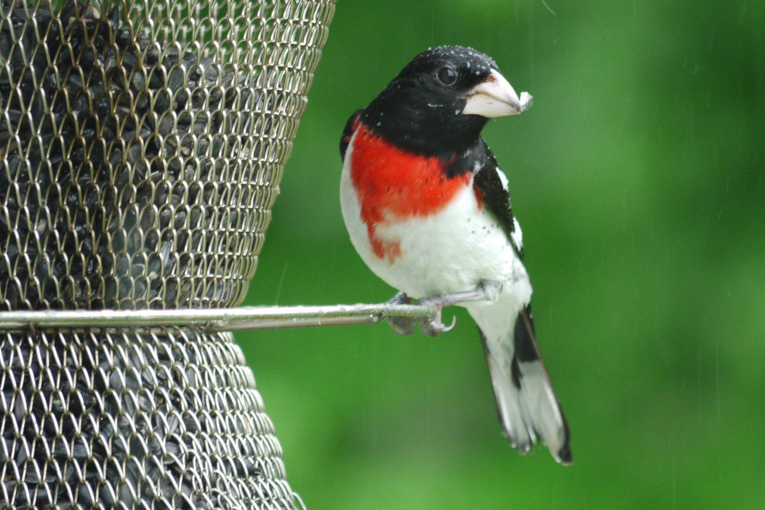 tips-for-the-best-summer-bird-feeding