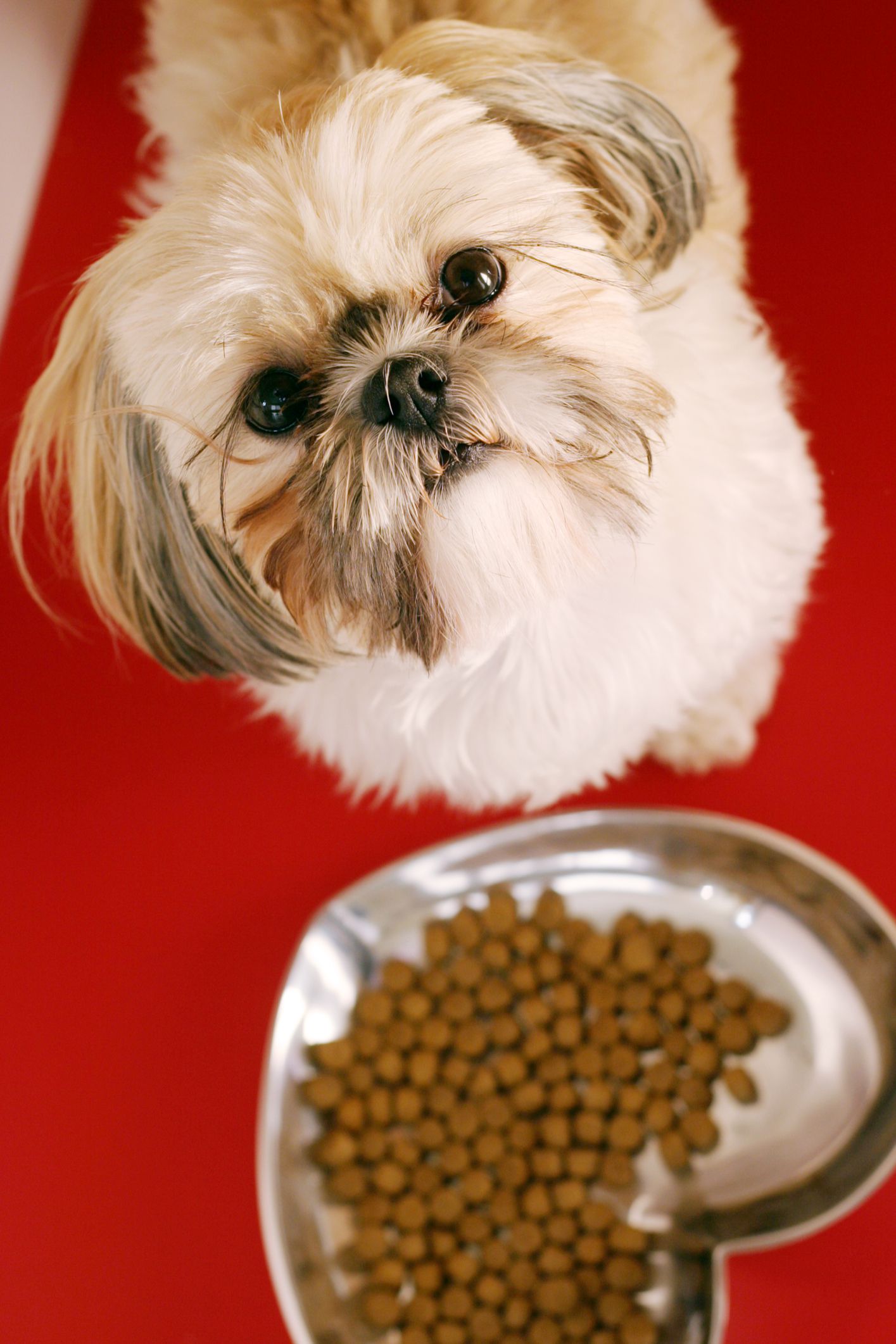 How to Start a Pet Food Bank
