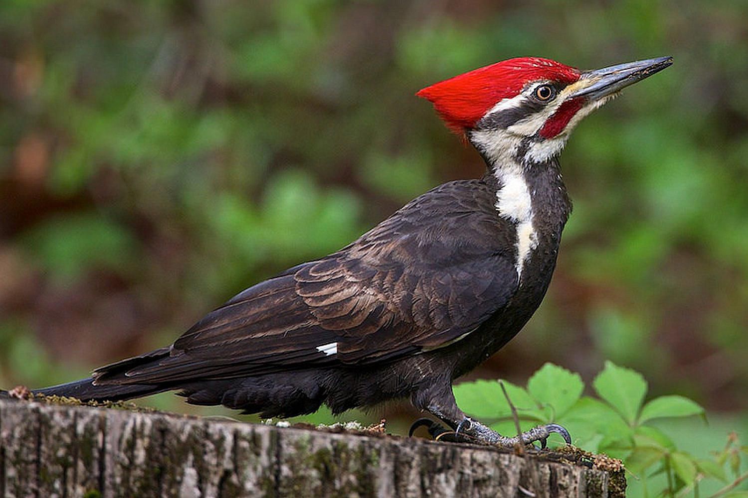 Fun Facts About Woodpeckers - Bird Trivia