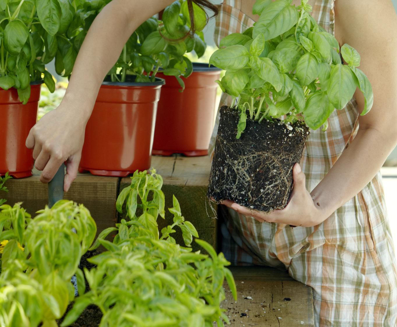 5 Places to Buy Herbs Online - Herb Gardens