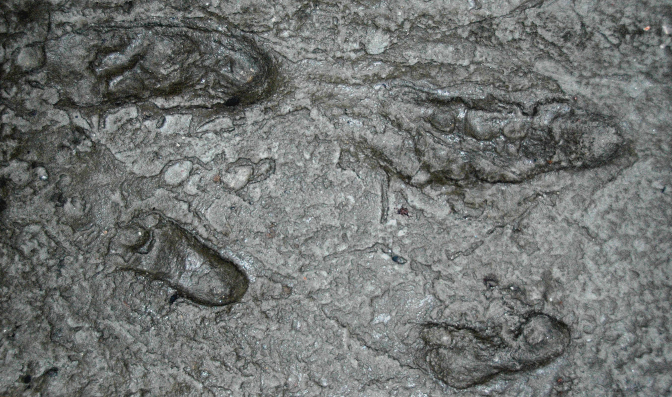 laetoli-3-5-million-year-old-hominin-footprints