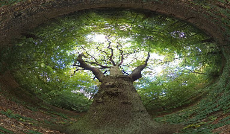 Tree of life meaning buddhism