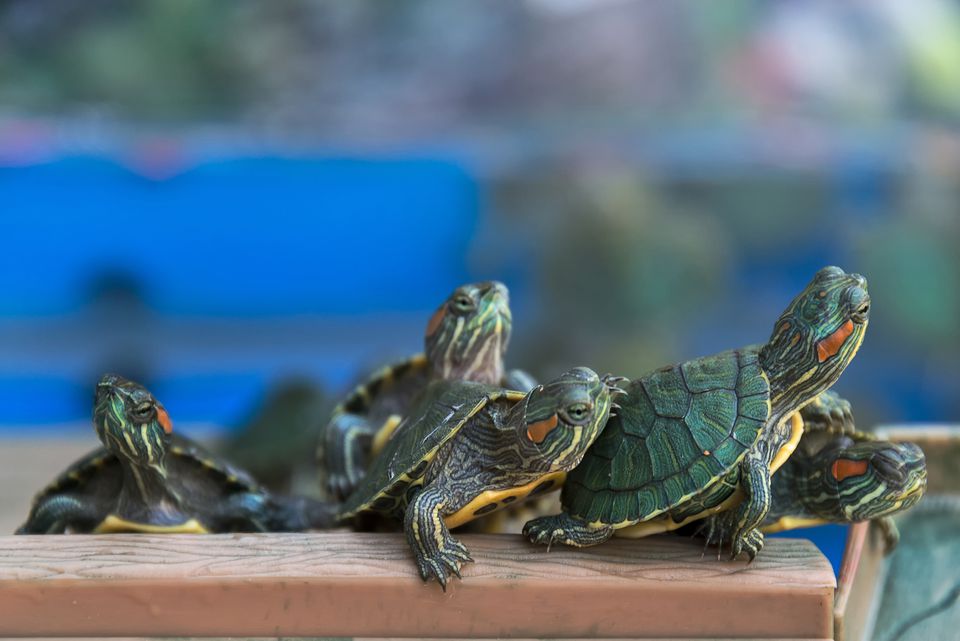 a-guide-to-caring-for-pet-red-eared-sliders