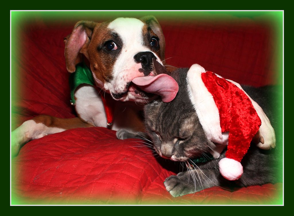 13 Cheery Christmas Photos of Cats and Dogs