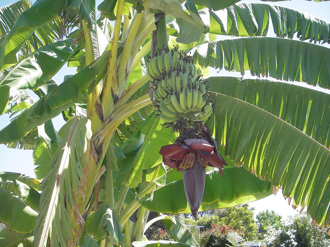 Growing a Banana Tree in Your Home Garden