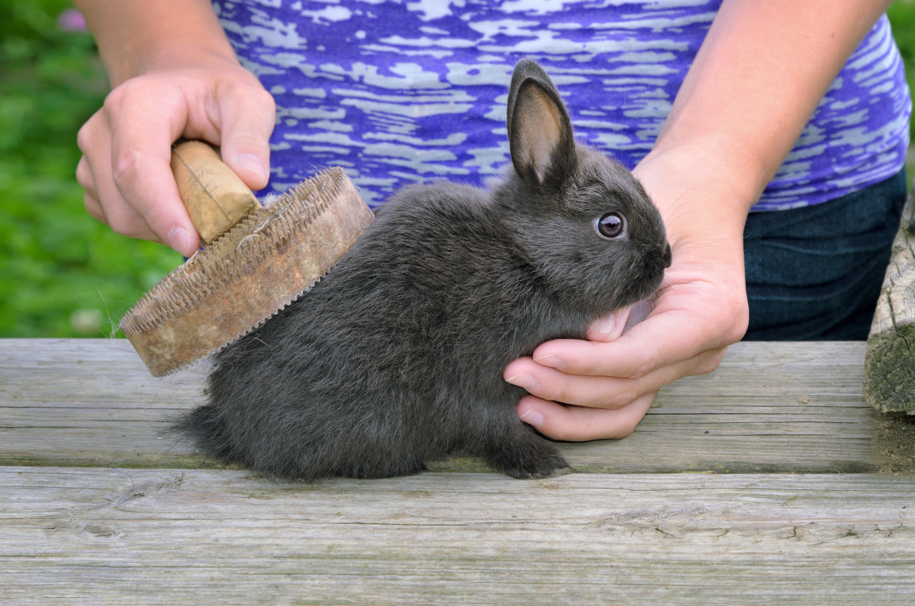 Rabbit Grooming—Grooming Pet Rabbits