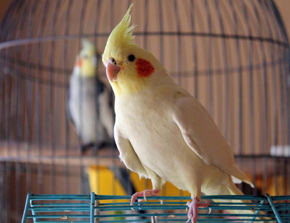 Beginners Guide To Pet Birds And Parrots