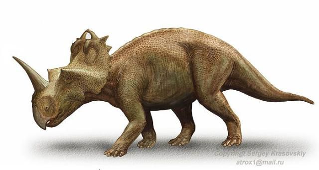 Single horned triceratops