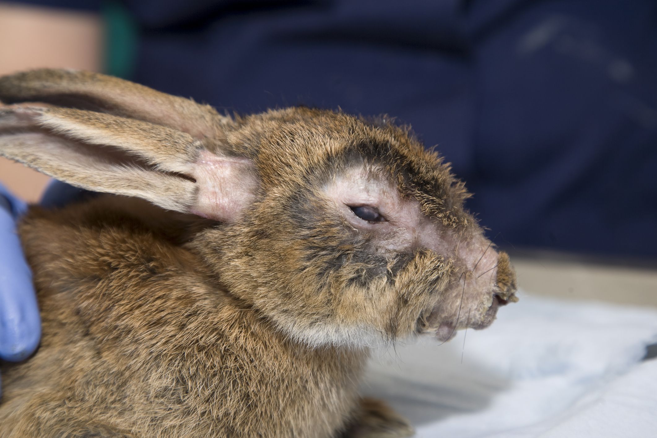 learn-about-myxomatosis-in-rabbits