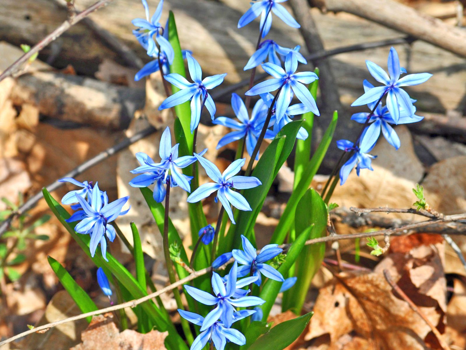 How to Grow Siberian Squill (Scilla siberica) Flowers