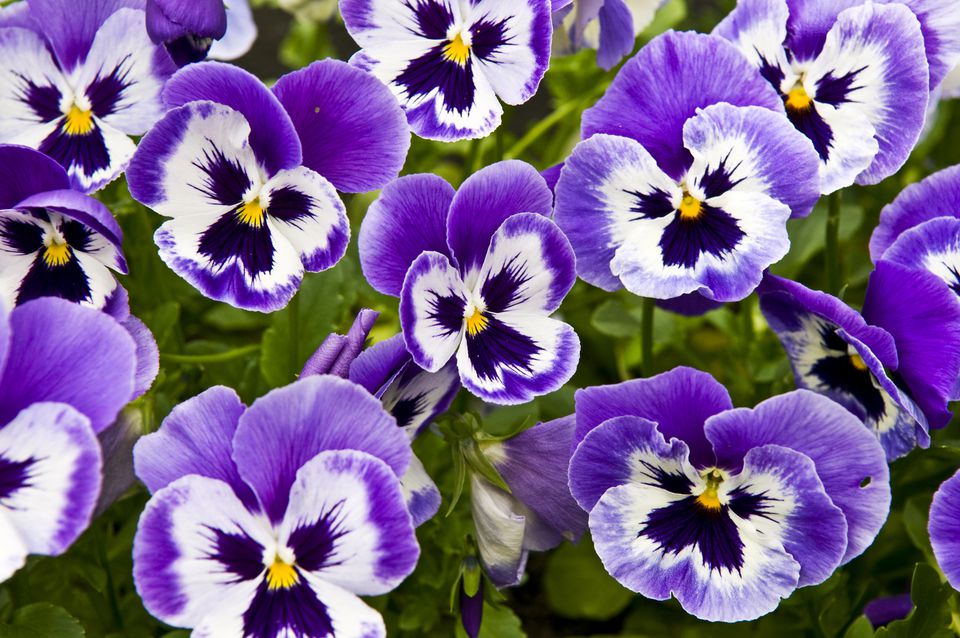 How to Grow and Care for Pansies