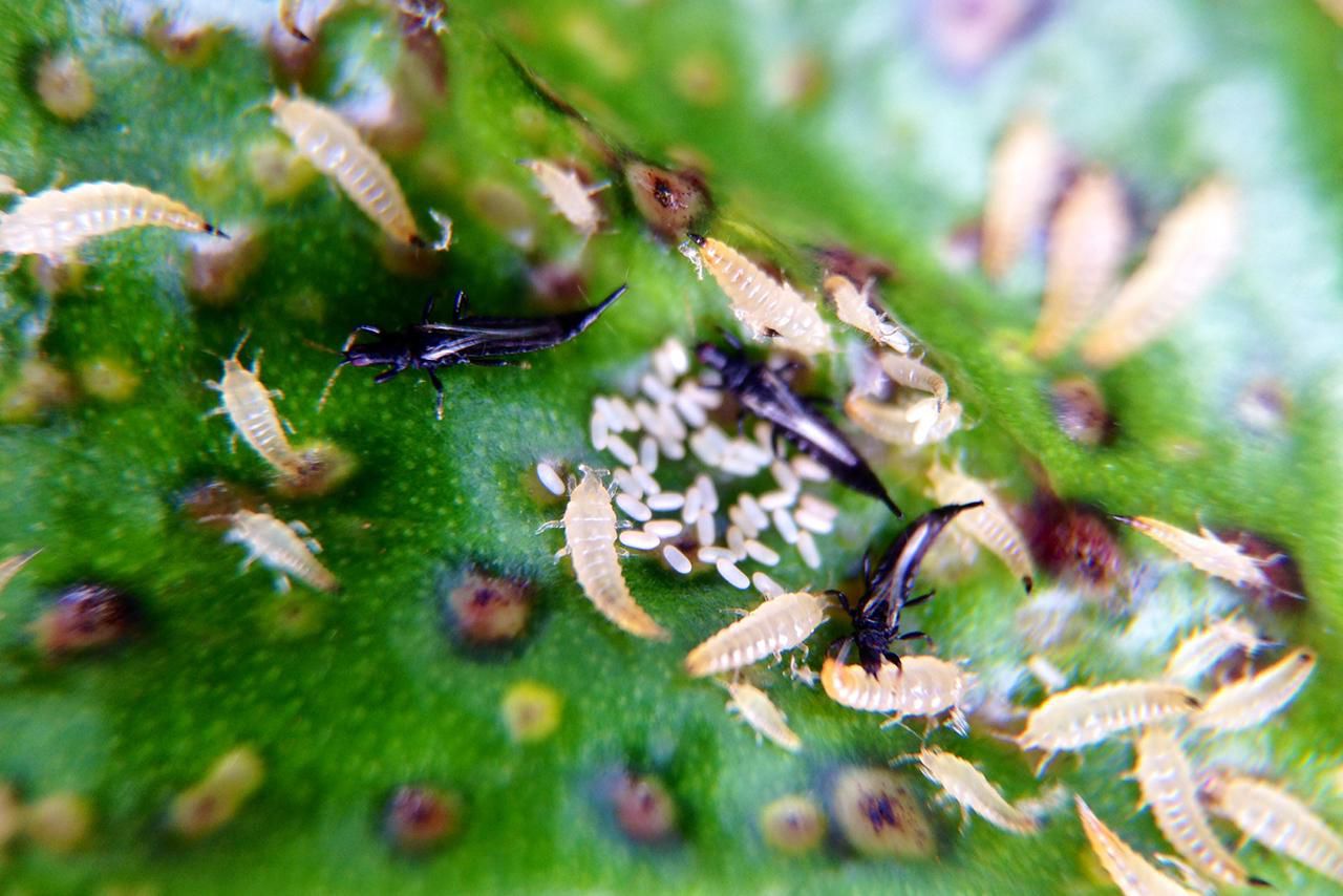 Non-Chemical Control of Plant Pests: Thrips