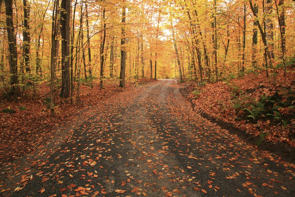 Fall Foliage Driving Tours New York State