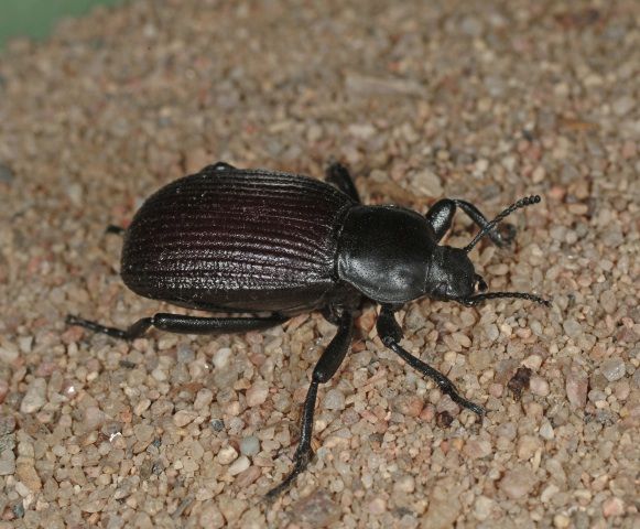 Ground Beetles, Family Carabidae