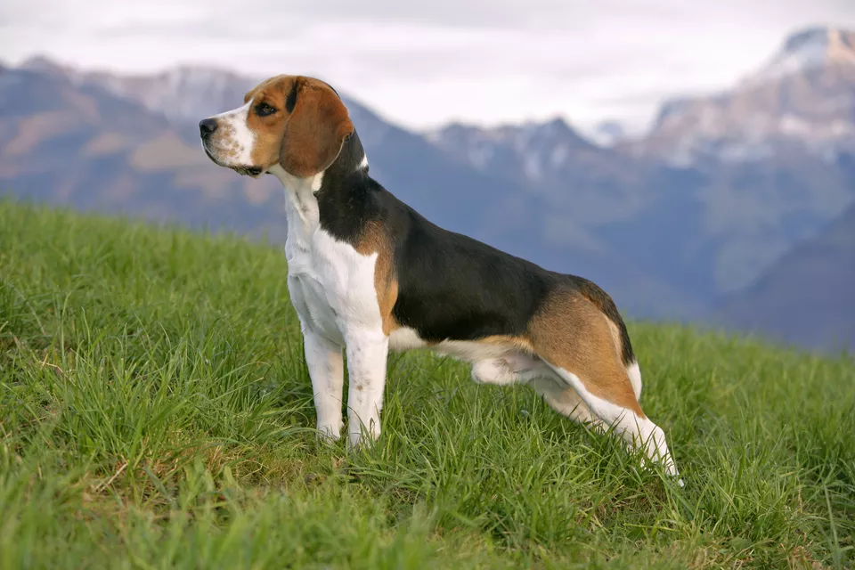 [Image: beagle-RolfKopfle-Photolibrary-Getty-135...756667.jpg]