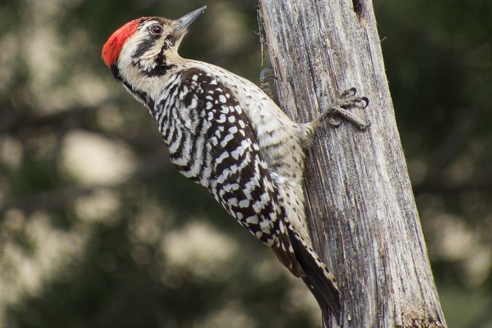 Gallery of North American Woodpeckers