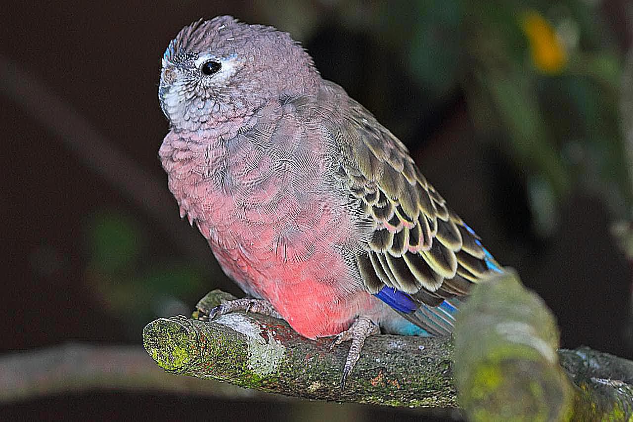 Bourke's Parakeet Bird Species Profile