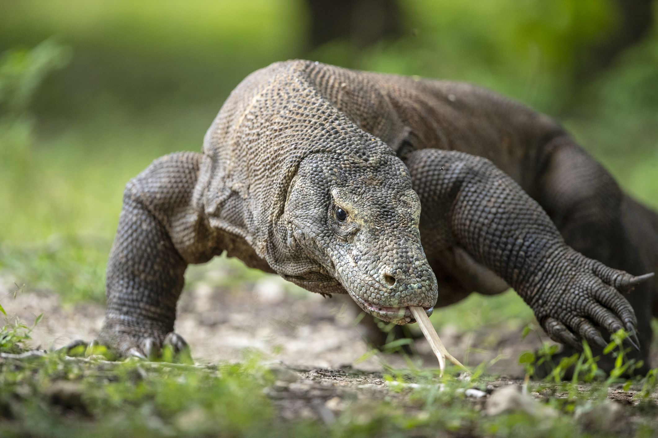 Komodo Dragons Threatened by Climate Change