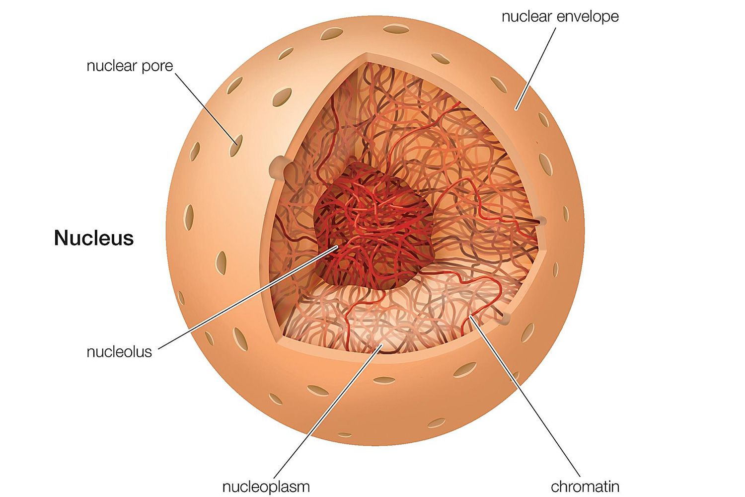 The Nucleus - Definition, Structure, and Function