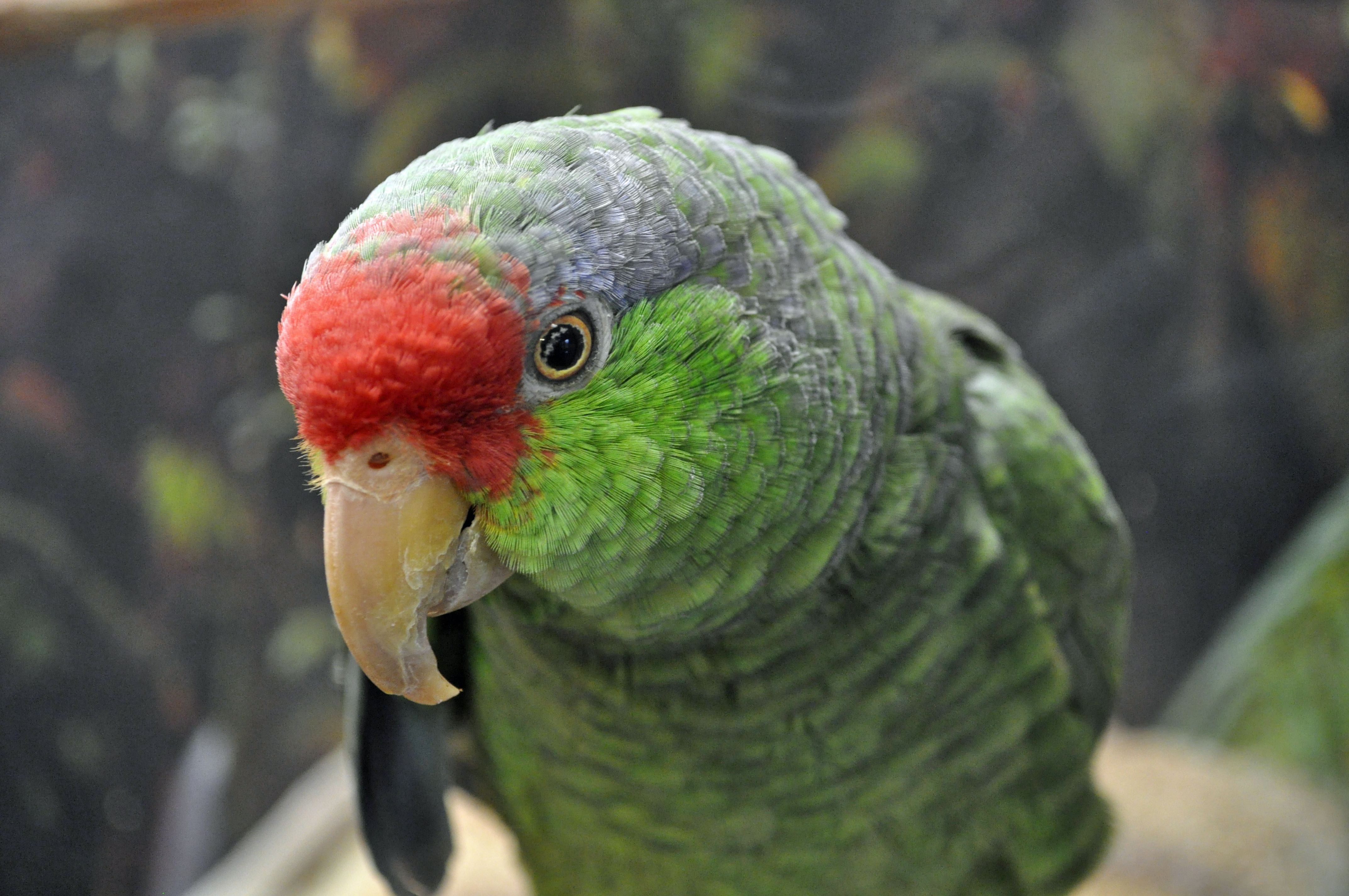 different-types-of-parrots-that-keep-them-as-pets