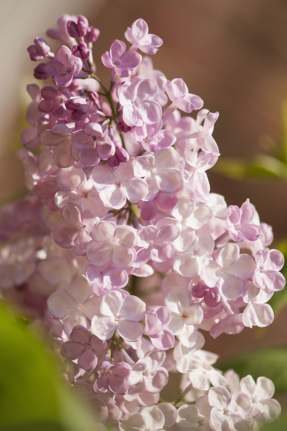 15 Beautiful Lilac Varieties