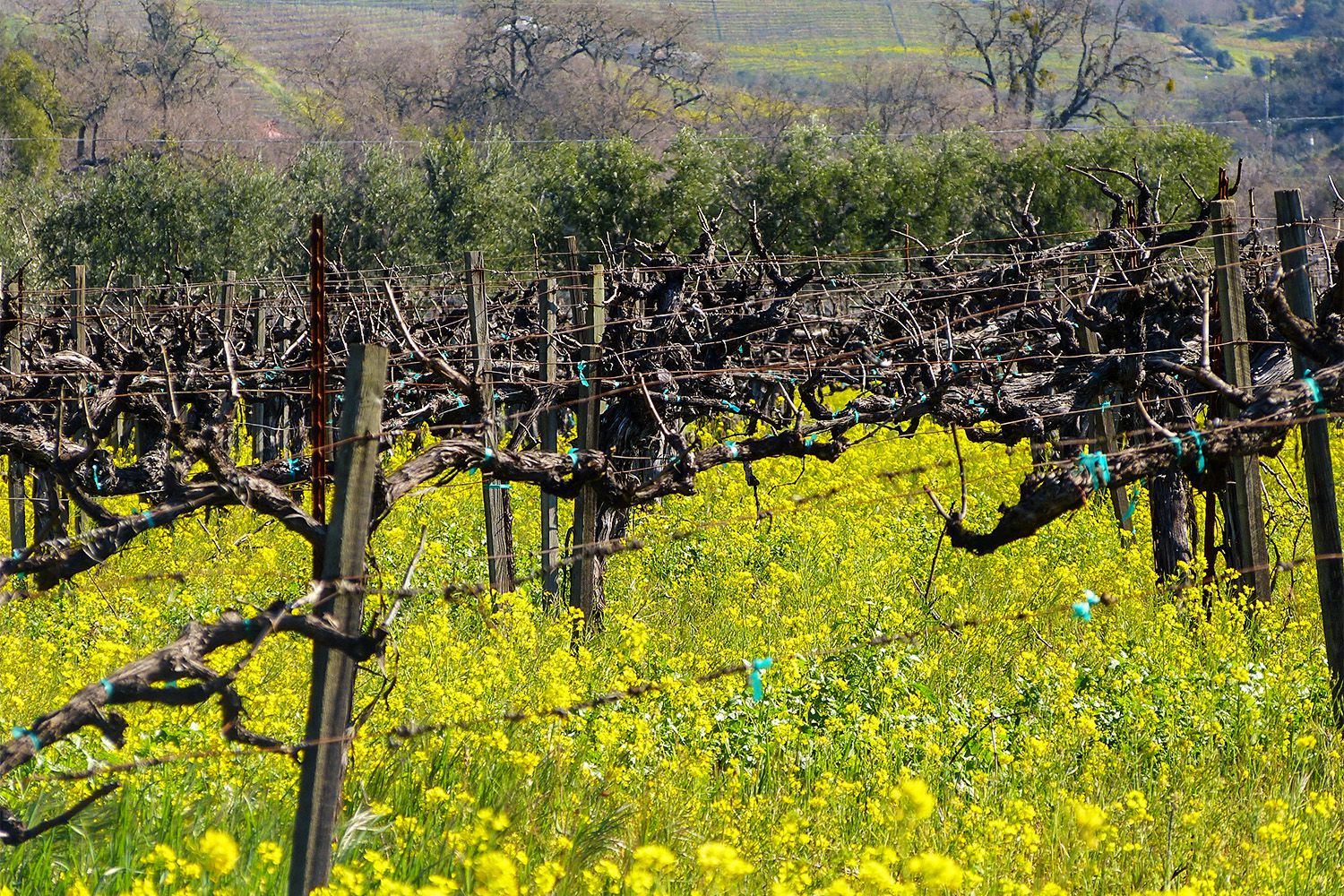 Napa Valley in Spring - What to Expect in Wine Country