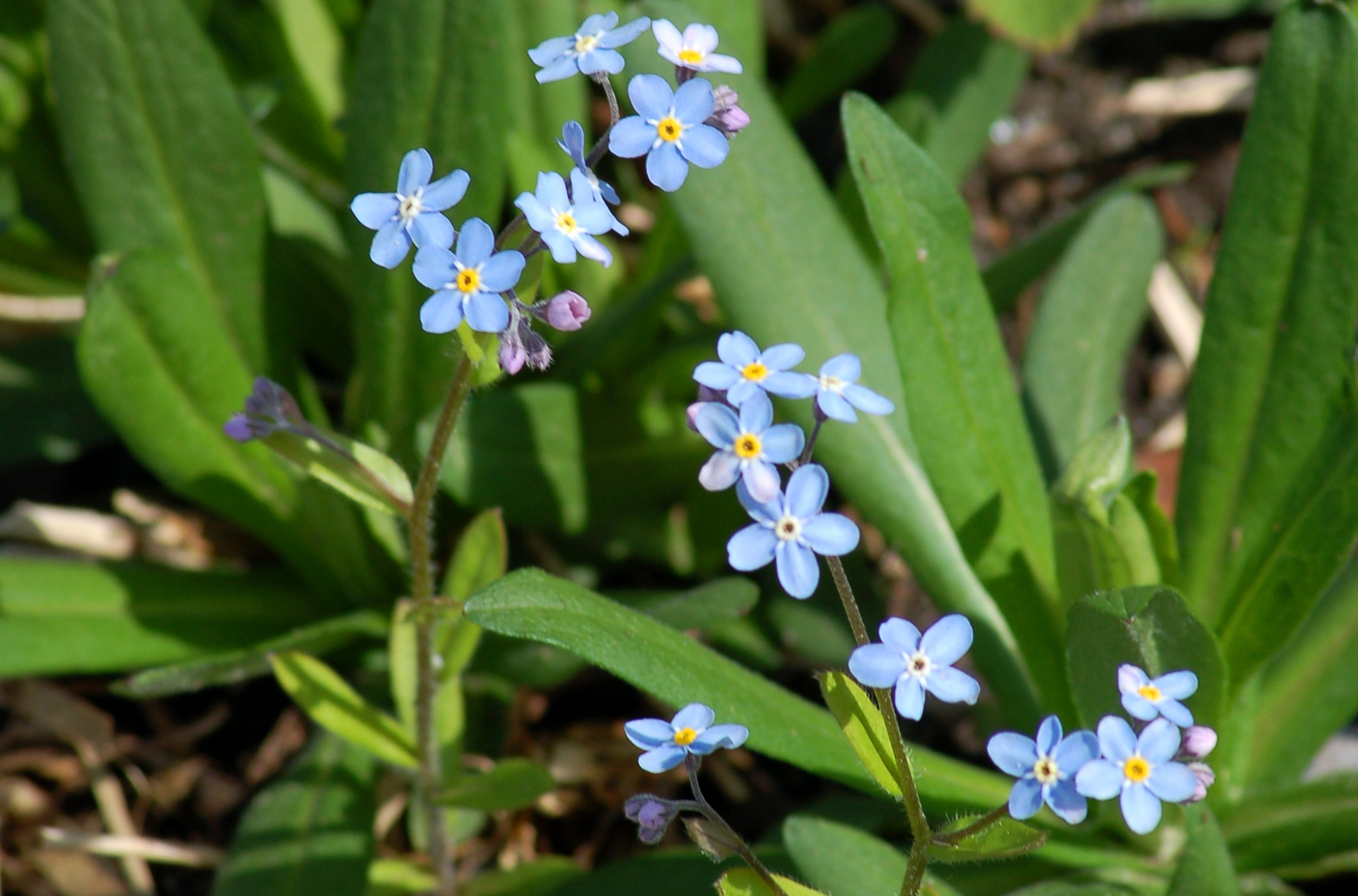 What Are Biennial Plants? (Definition, List)