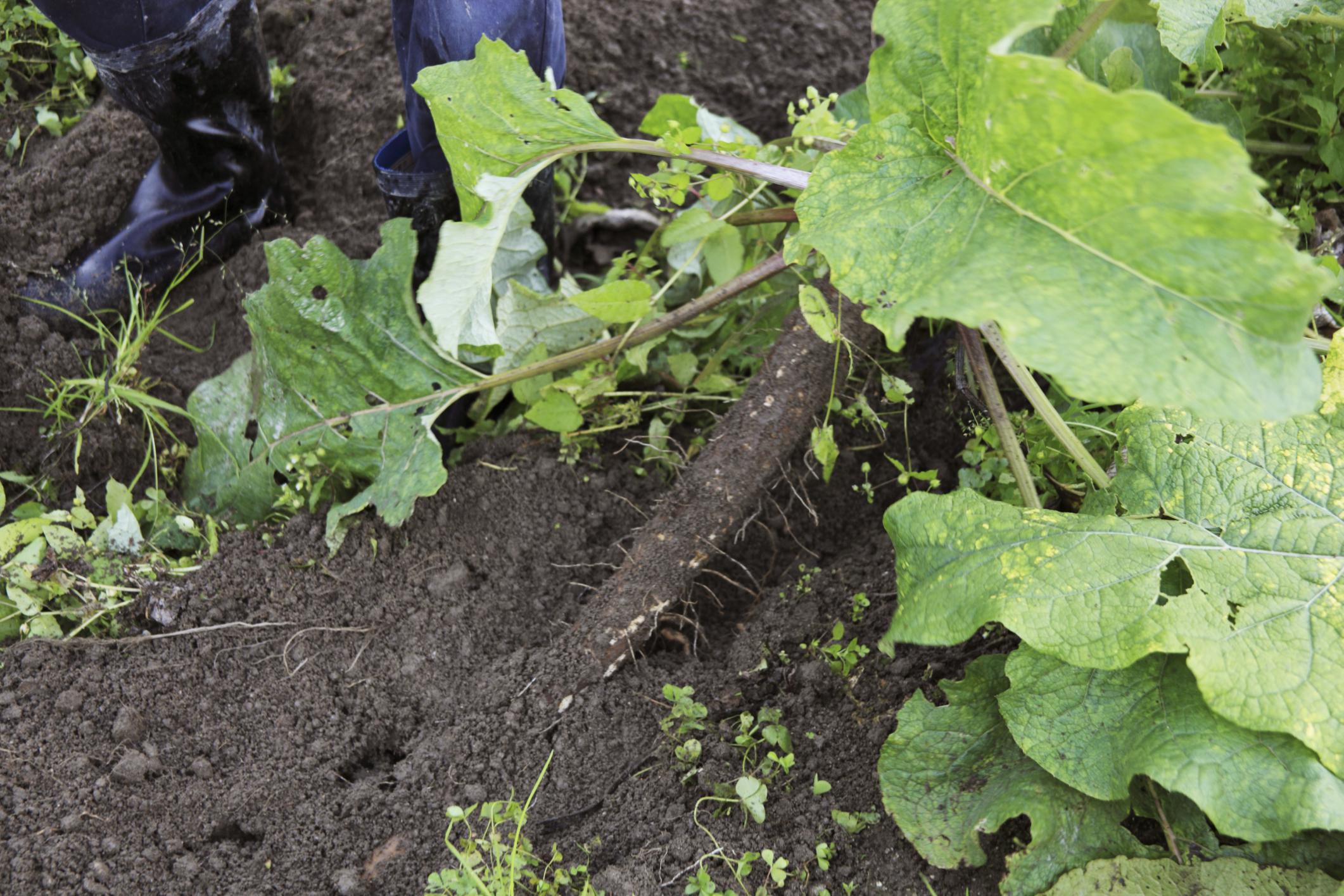 All About Burdock Gardening Herbs