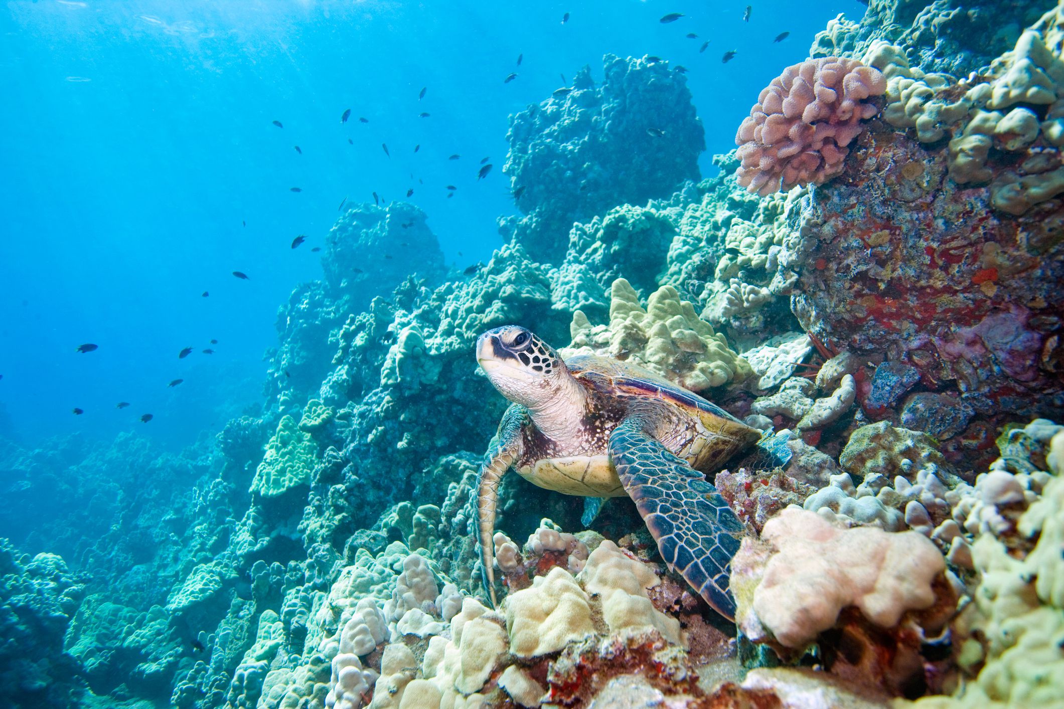 What Plants Live In The Great Barrier Reef In Australia - Printable ...