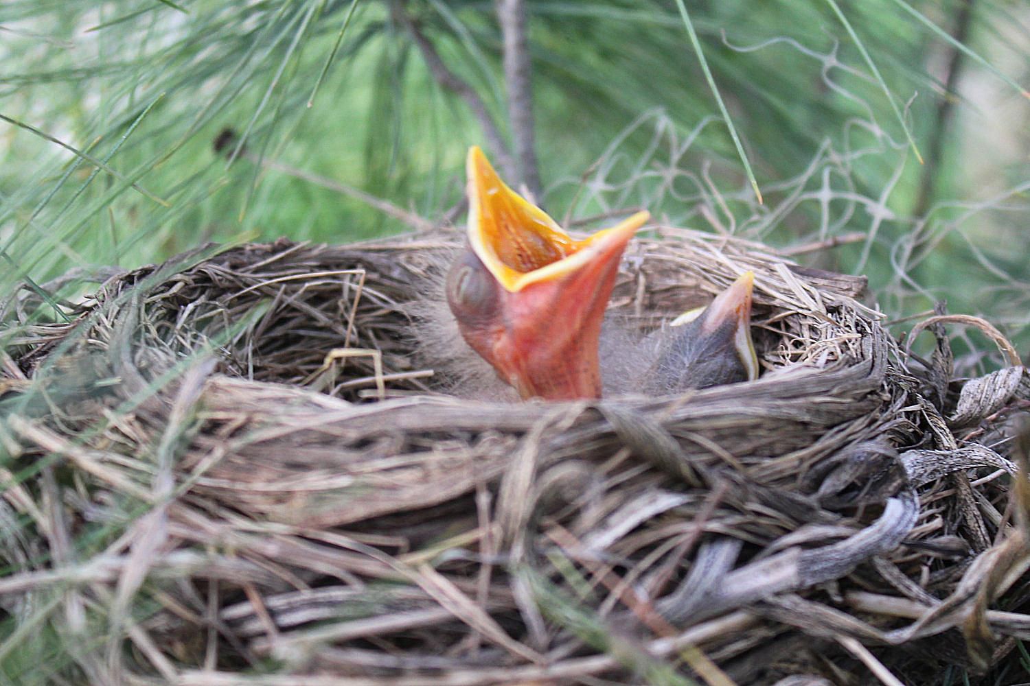 brood-definition-what-is-a-bird-brood