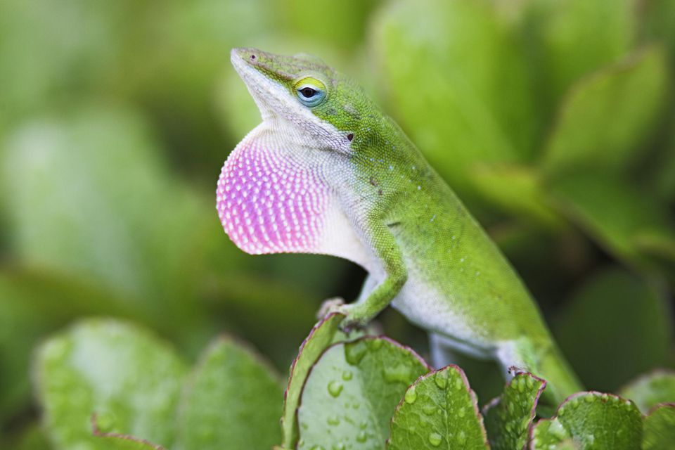 An Introduction to Green Anoles as Pets