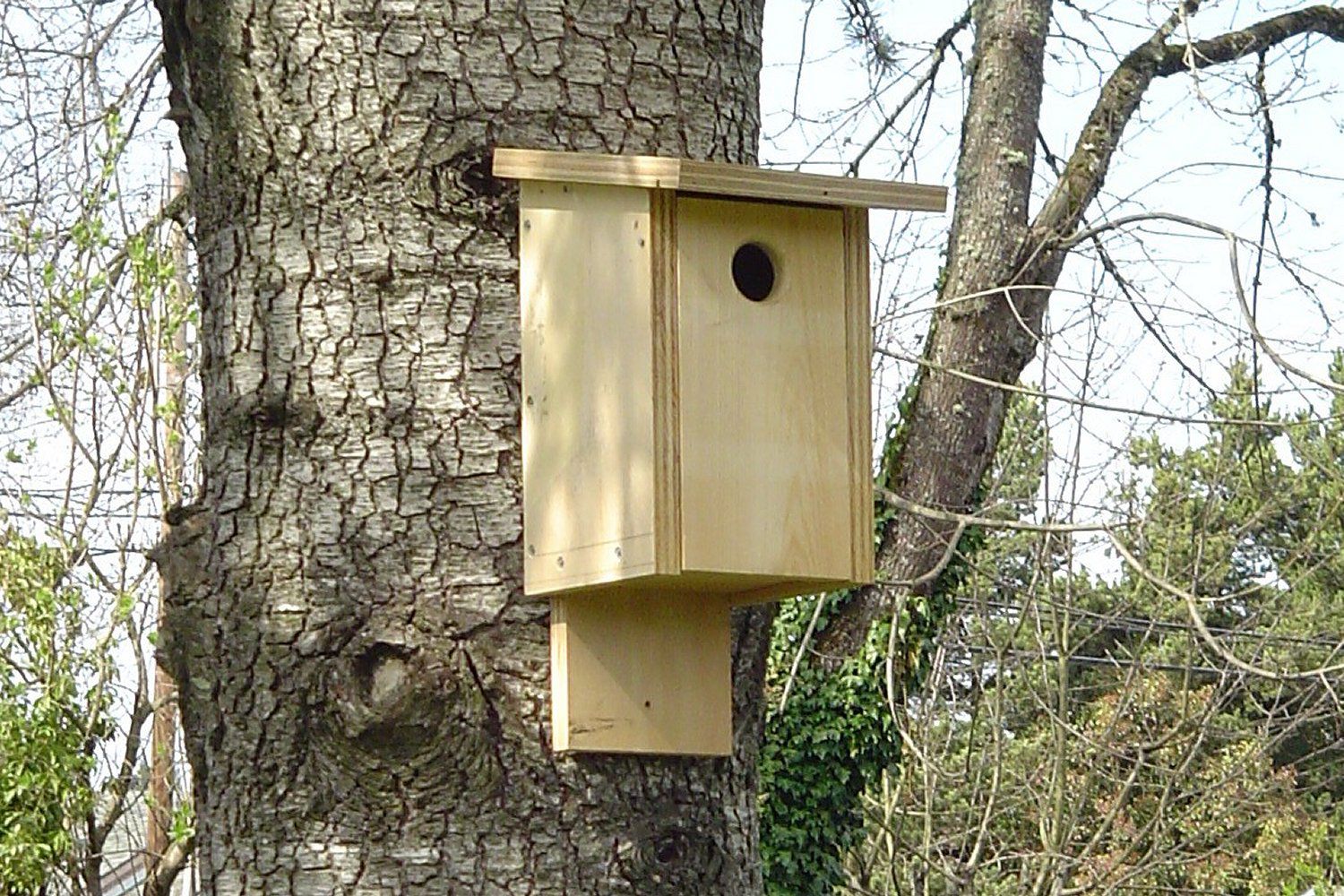 Build Your Own Bird House With a Kit