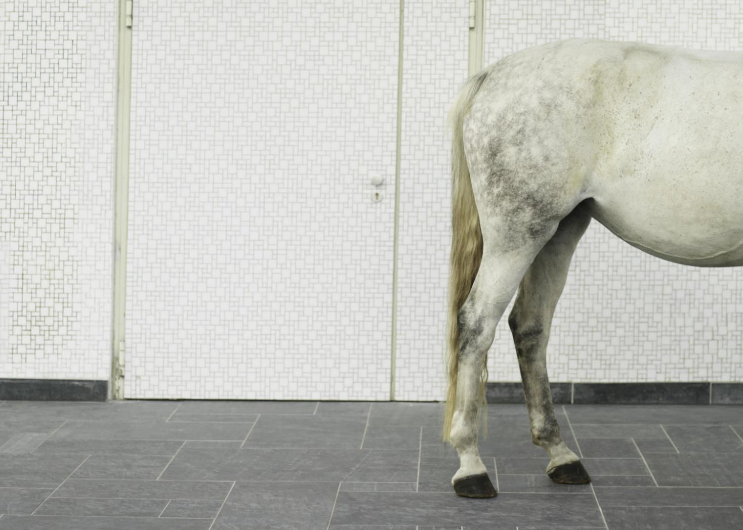 hind-leg-problems-in-horses-causes-and-treatment