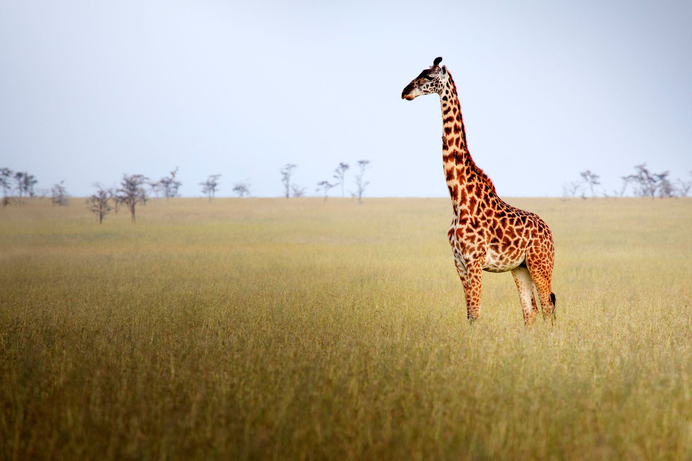 What Type Of Grasslands Are Found In The Central United States