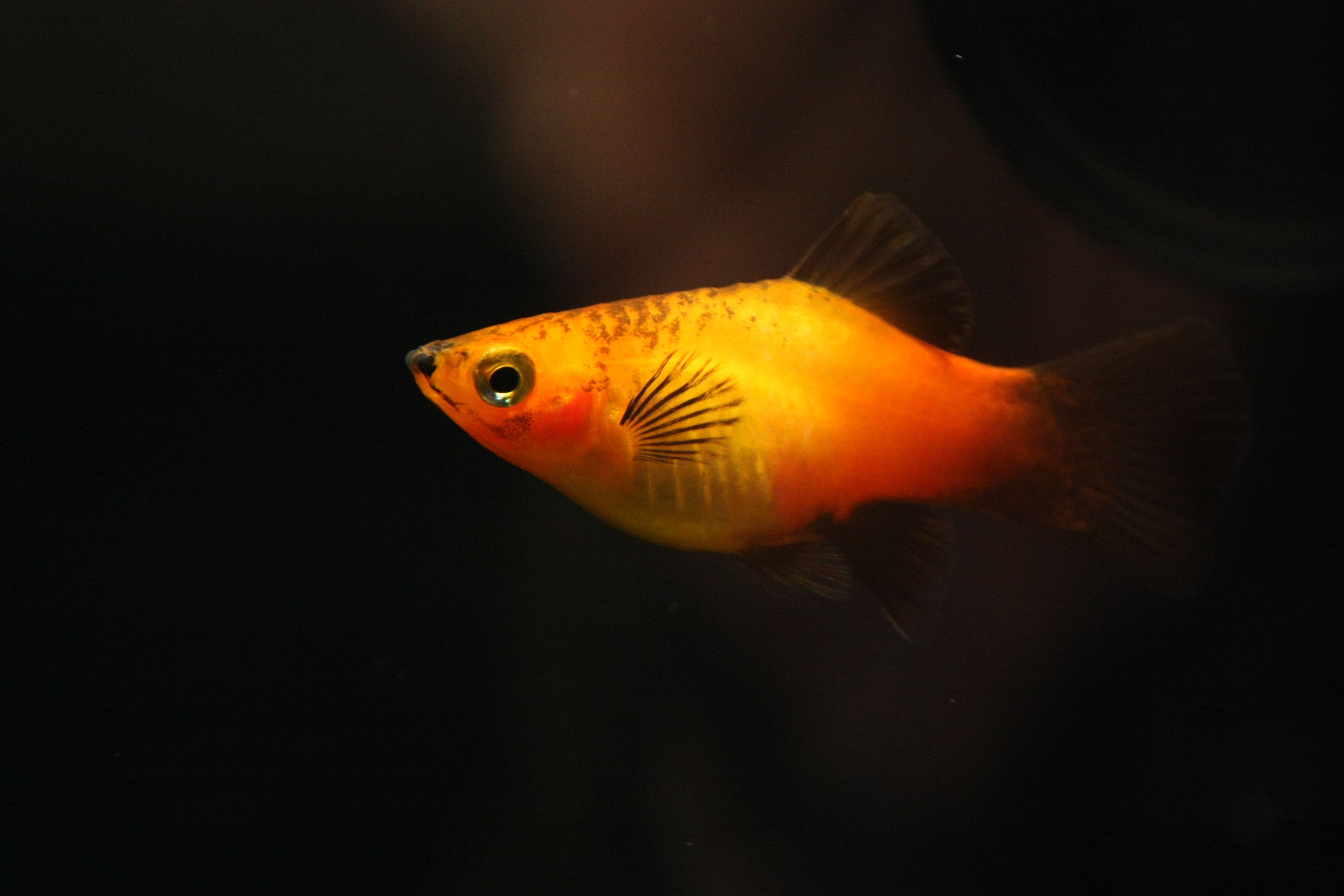 Platy Fish Colors, Patterns, and Fin Types