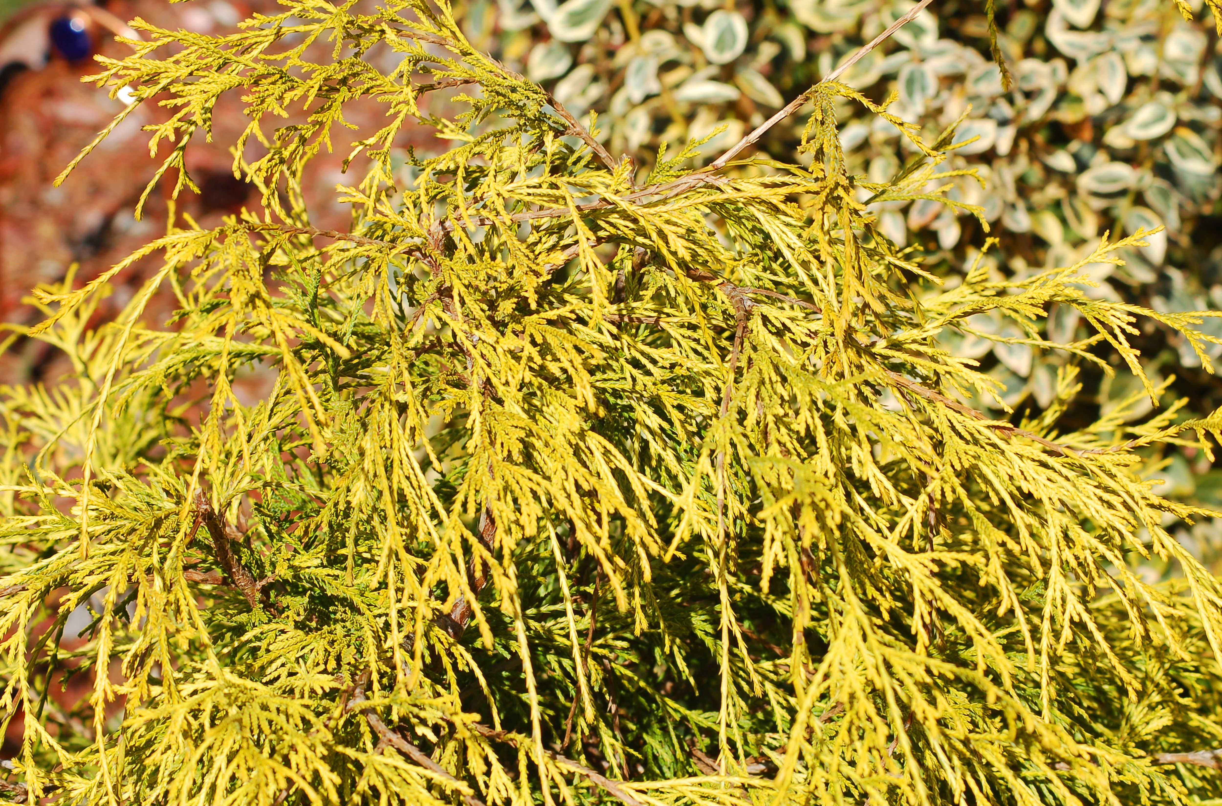 Shrubs With Golden Foliage: Gold Mops False Cypress Gold Mop Cypress