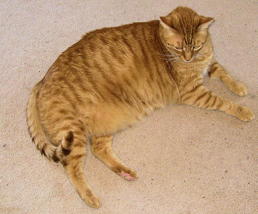 why-cats-become-morbidly-obese-and-how-to-fix-it