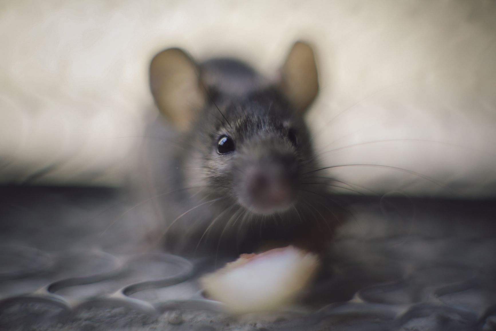 7 Signs that You Still Have Mice or Rats In Your Home