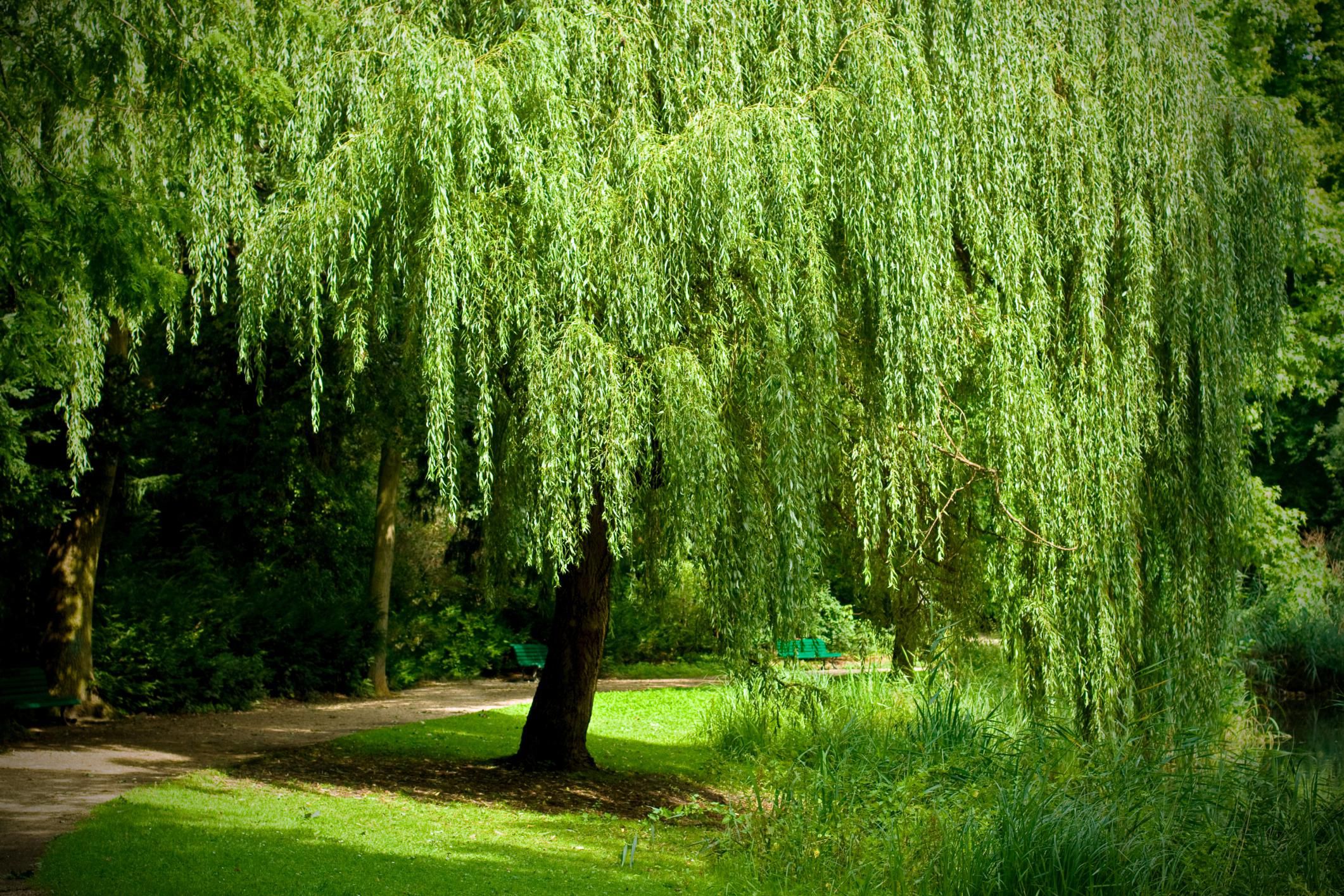 Growing a Weeping Willow Tree (Salix babylonica)