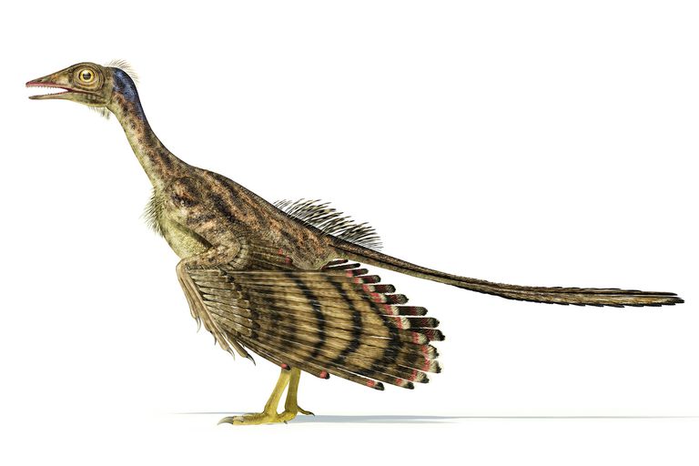 evidence that birds evolved from dinosaurs