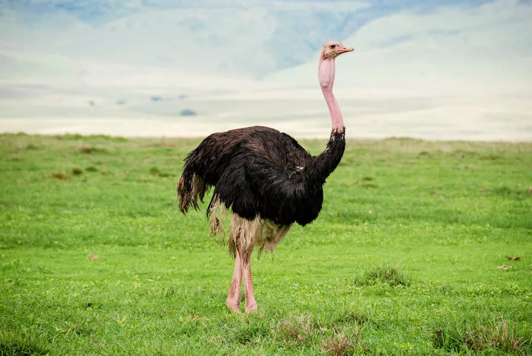 ostrich