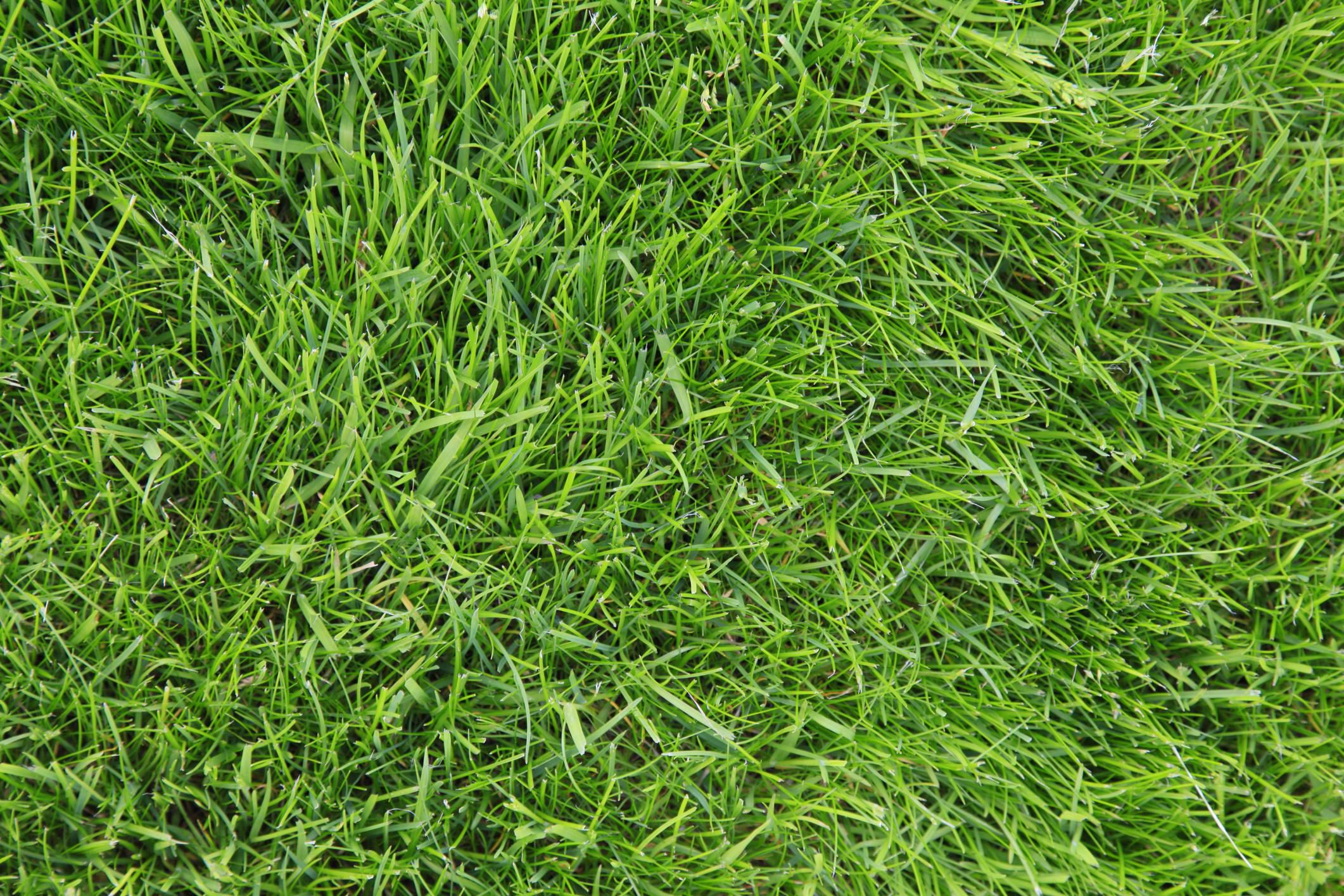 10-best-types-of-drought-tolerant-lawn-grass