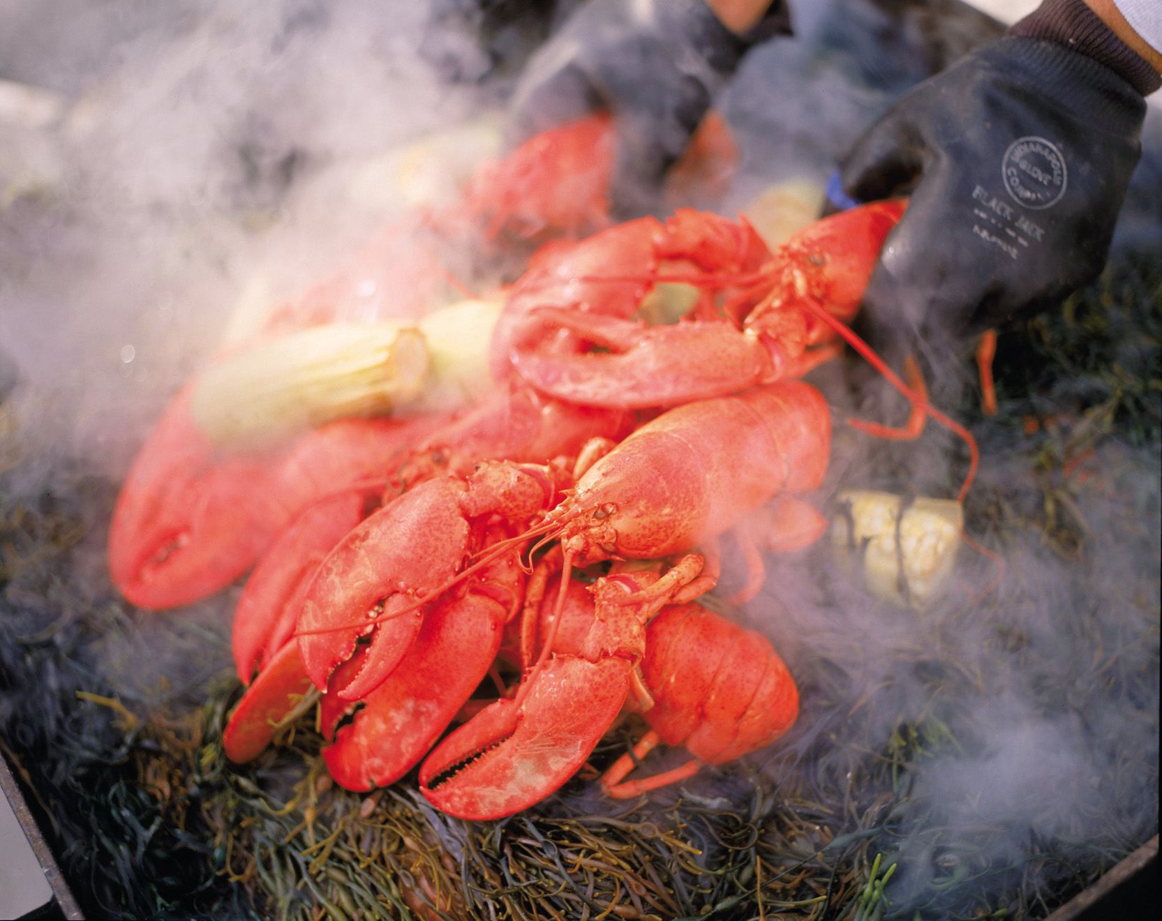 How To Do A Lobster Bake The Traditional Maine Way