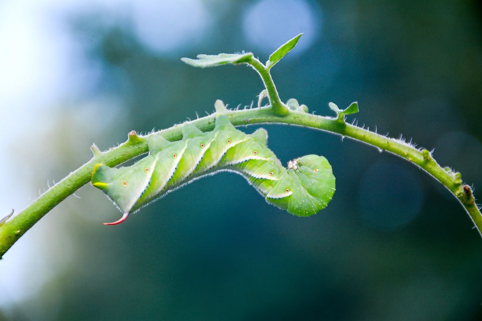download green horned tomato worm