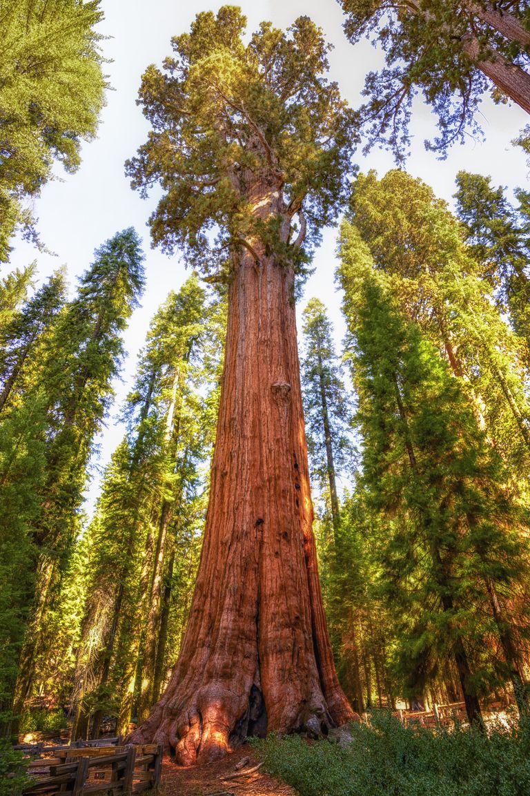 The Tallest, Oldest, Heaviest and Most Massive Trees