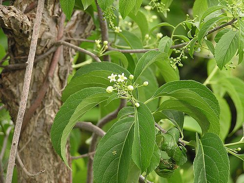 Meet 12 Species of Dogwood Trees: Cornus Genus