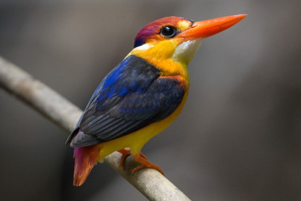 Kingfisher Bird Trivia Amazing Fun Facts