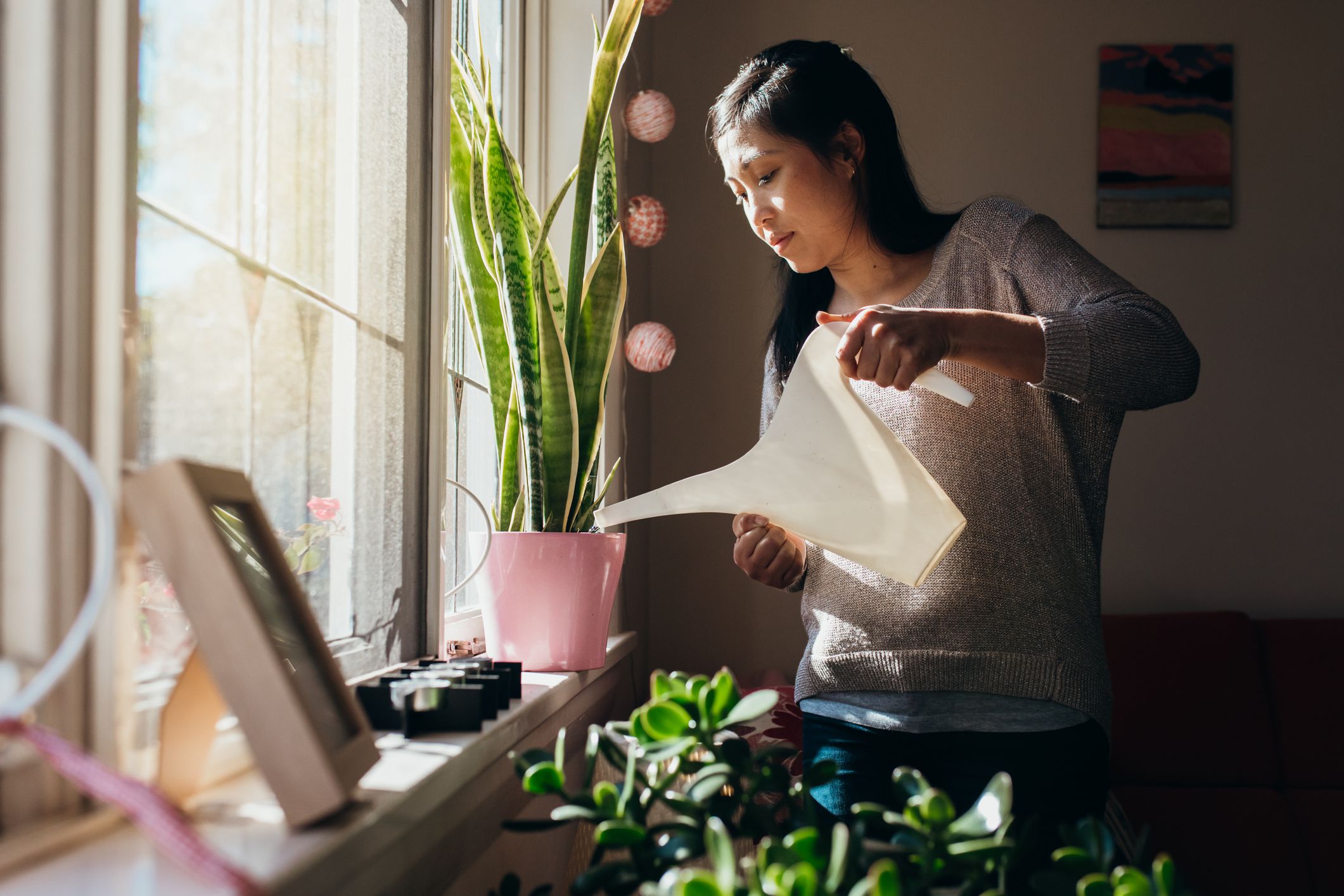 How to Prepare Houseplants for Fall