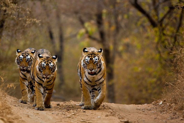 Hasil gambar untuk Siberian Tigers live near Mount Paektu, a sacred site in North Korea’s  / GIF