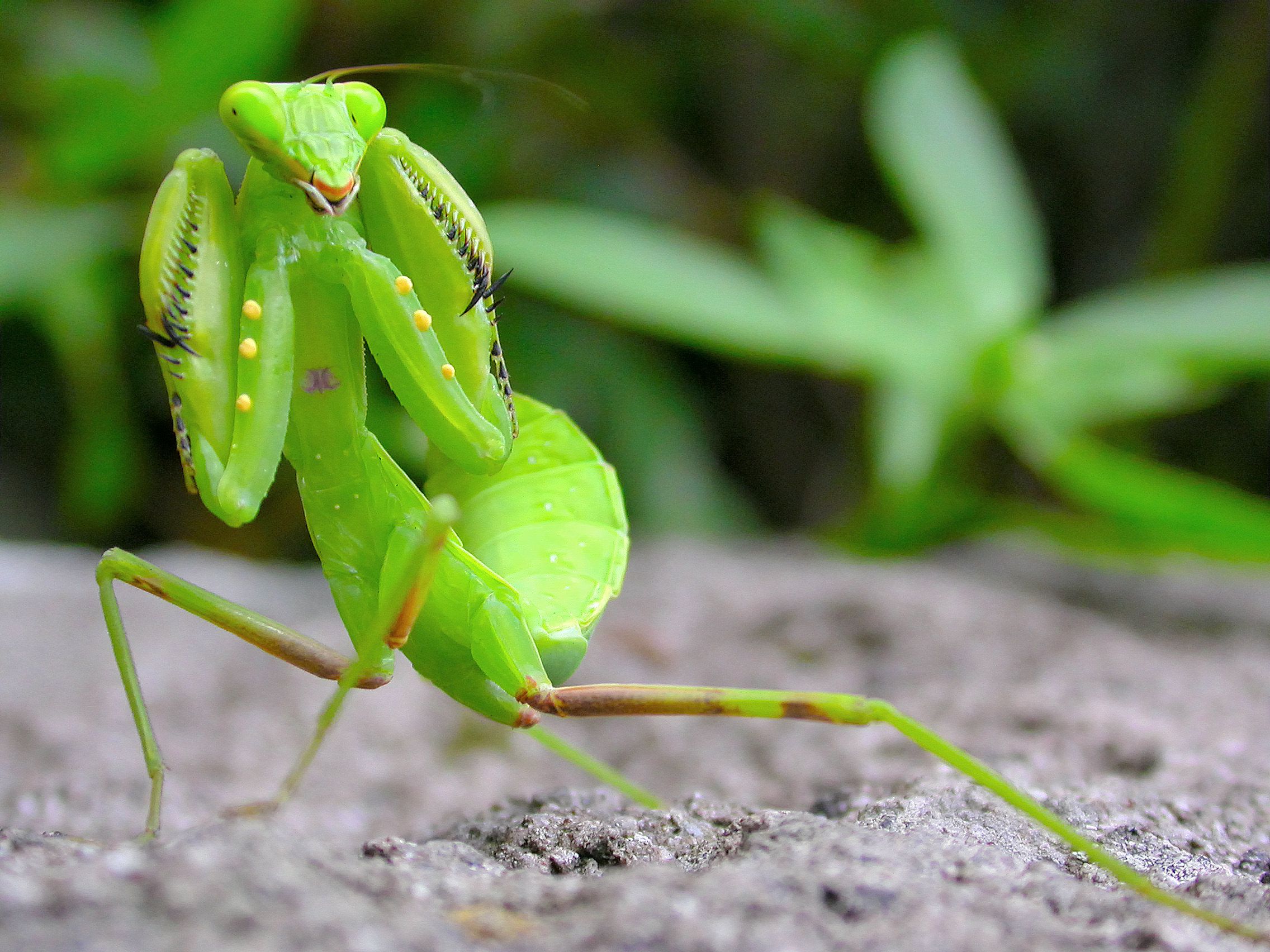 prey mantis